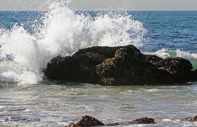 Storms and rough surf can rip algae from its holdfast...