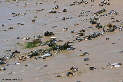 ...and strand it on the beach along with other hapless creatures