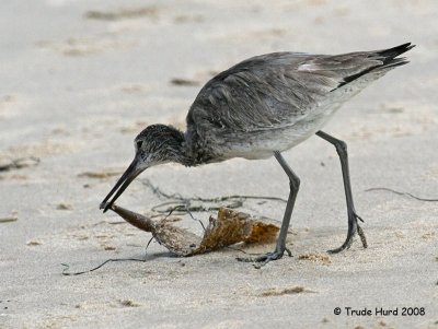 Shorebirds like the Willet take advantage of this food source