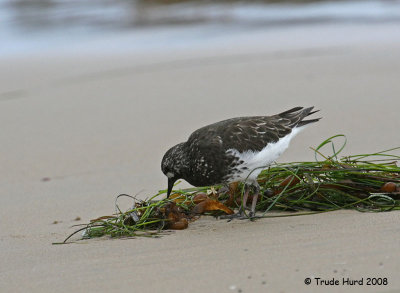 Black Turnstones pick up brine flies and other small animals from stranded surfgrass
