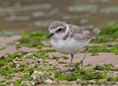 The Snowy Plover, a threatened species, feeds on small animals hiding among stranded algae