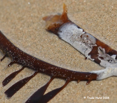 Look closely at stranded algae on the beach and you might discover bryozoans covering the algae's surface!
