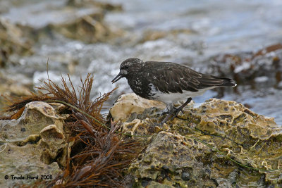 Tidepools are a harsh environment that is nonetheless full of life