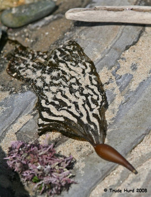 Ribs on kelp blades help funnel water along.  Some blades even stretch.