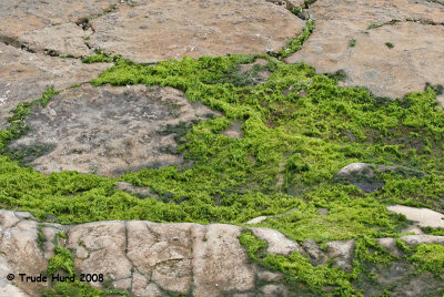 To prevent drying out, algae may grow in cracks where water remains