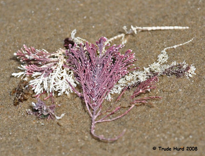 Some algae lose 70-90% of their body weight and still recover. This coralline algae didn't and is bleached white from the sun