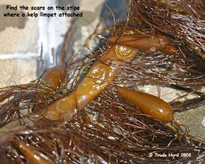 To prevent being grazed, algae defend themselves with chemicals or tough bodies