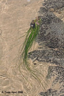 Surfgrass is not an algae but a true flowering plant
