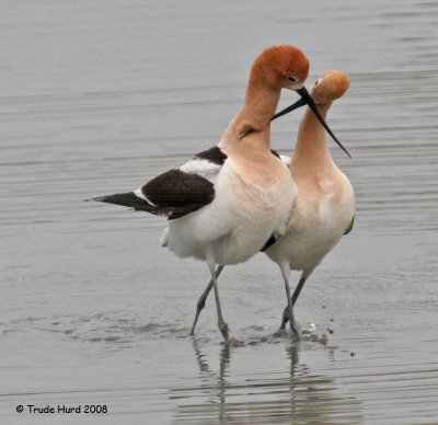 avocet_sweethearts_at_sjws