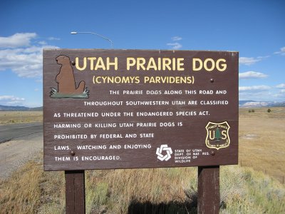 Utah Prairie Dogs