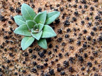 Crytobiotic Soil - Moab, Utah