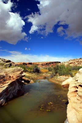 Salt Creek - Arches NP -  Moab, Utah