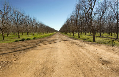 Stahmann Pecan Farm01.jpg