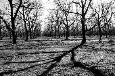 Stahmann Pecan Farm02.jpg