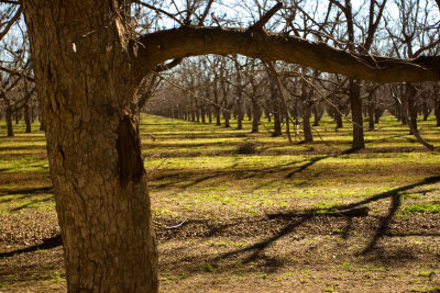 Stahmann Pecan Farm03.jpg