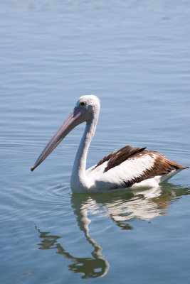 Iluka pelican.jpg