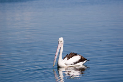 Iluka pelican2.jpg