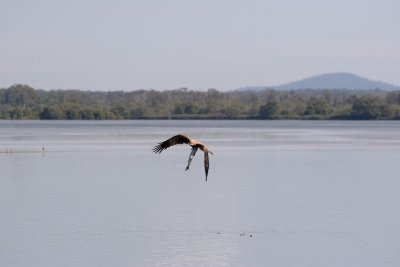 Sea Eagle.jpg