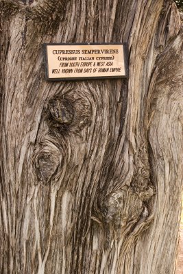 Cypress Tree.jpg