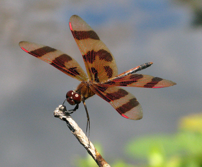 Halloween Pennant