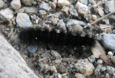 Black Catepillar