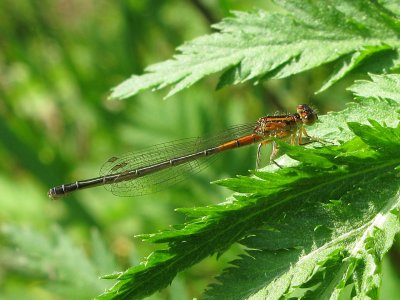 Eastern Forktail Female