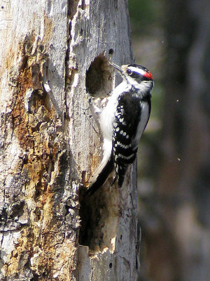 Downy Woodpecker