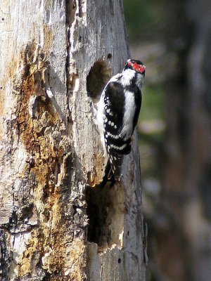 Downy Woodpecker Spot