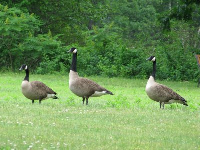 Canada Geese