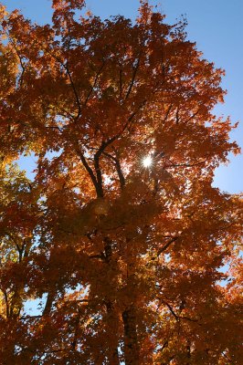 Sun thru Tree