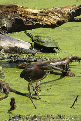 Green Heron and Turtle