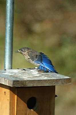 Juv. Bluebird