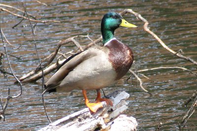 Mallard