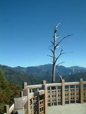 Deadwood and blue sky