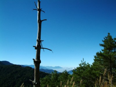 Deadwood and blue sky