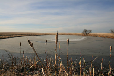 Frozen pond in Alberta Canada  IMG_3590s_20080321_Resized.jpg