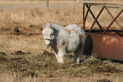 pony Alberta  IMG_3630s_20080321_Resized.jpg
