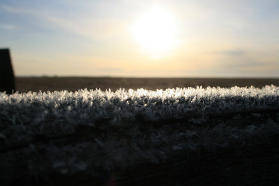 Frozen morning in High River Alberta Canada IMG_3556s_20080321_Resized.jpg