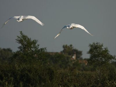 Birds