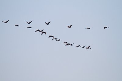 IMG_5176.jpg