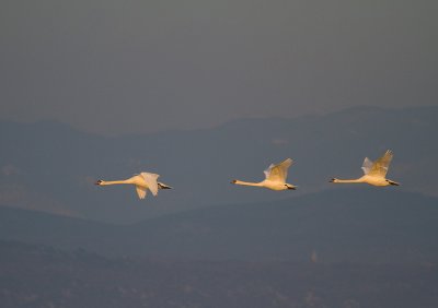 IMG_5171.jpg