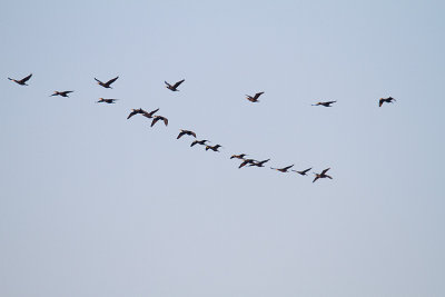 IMG_5176.jpg