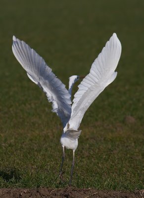 IMG_6032.jpg