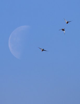 IMG_5739.jpg