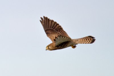 IMG_5264.jpg
