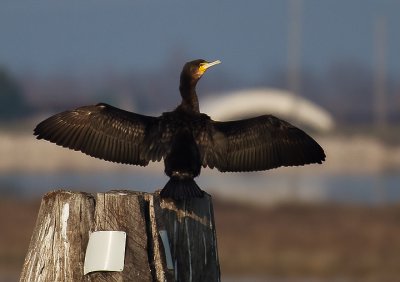 IMG_6101.JPG
