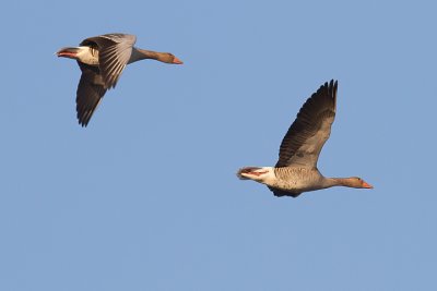 IMG_6441.JPG
