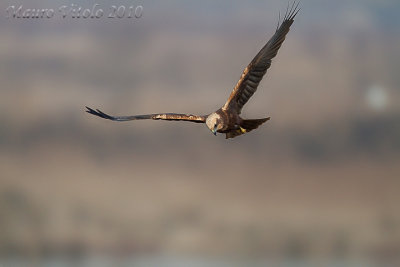 Falco di palude - Vallevecchia - Brussa -Ve