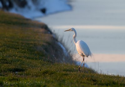 Airone bianco maggiore - Vallevecchia Brussa VE