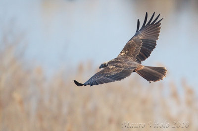 Falco di palude - Vallevecchia Brussa VE